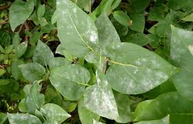 Temps will cause curling leaves like that when you get radiant heat; What Should I Do About The Powdery Mildew On My Lilacs Unh Extension