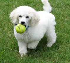 perros french poodle ideales para