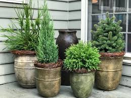 using evergreens in container gardens