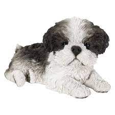 Laying Down Black And White Shih Tzu