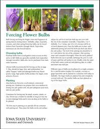 Flower bulbs are actually a type of food storage organ, a way that plants stash their homemade nosh to help fuel future growth and flowers. Extension Store