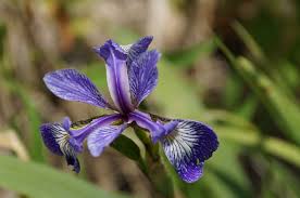 Blue iris (Iris versicolor) and strict blue-eyed grass (Sisyrinchium ...
