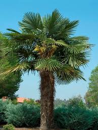 13 Classic Palm Trees Hgtv