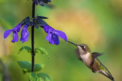 what-color-of-flowers-attract-hummingbirds-best