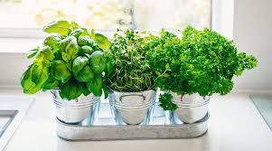 Herbs You Can Grow Inside All Year