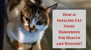 inhaling cat urine dangerous for health