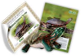 Aquatic insects are mainland painted turtles' favorite food. Midland Painted Turtle Adoption Kit Plush Bundle The Earth Rangers Shop
