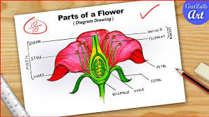to draw parts of flower diagram cbse
