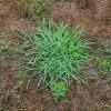 Crabgrass is an annual that grows from seed during the warm season. 1
