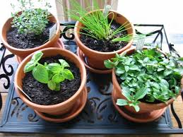How To Start A Herb Garden Sunday