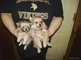 They are intelligent, highly social, and downright fluffy and adorable. Pure Breed Pomeranian Puppies 8 Weeks Old For Sale In Blaine Minnesota Classified Americanlisted Com