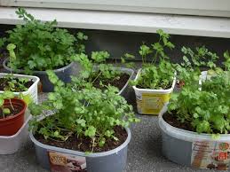 33 Best Herb Garden Ideas How To