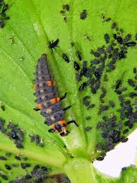 ladybugs aphids and the toxic combat