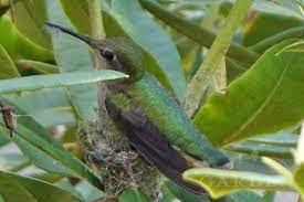 Hummingbirds To Nest In Your Garden