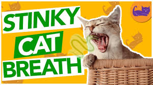 why your cat s breath stinks basic