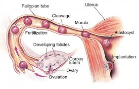 Image result for MENSTRUAL CYCLE AND OVULATION PERIOD