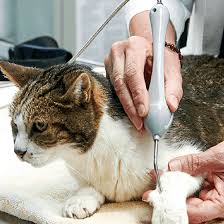 (3)dog vaccinations, cat vaccinations in santa rosa, california. Vet Clinic In Santa Rosa Sonoma County Ca Animal Clinic