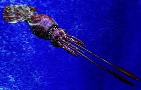 colossal squid largest invertebrate