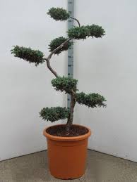 juniperus squamata blue carpet bonsai