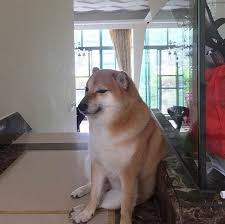 173 cheems doge 3d models. Cheems Doge Doggo Shiba Inu Tote Bag Bonk Template Dog Shibe Png Meaning Know Your Meme Wallpaper Cheemsburger Doge Meme Shiba Inu Doge