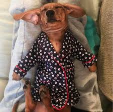 Image result for dog in robe watching tv