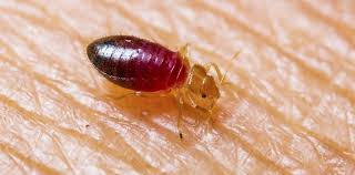 Bed Bug Factyths Protect