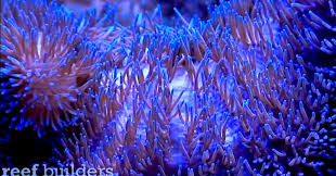 wyoming whites on a blue carpet reef