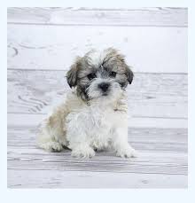 Puppies for sale from dog breeders near ohio. The Critical Difference Between Teddy Bear Puppies And Google Dog Breed