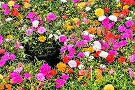 Виды и сорта цветов портулак: Portulak 80 Foto Vidy Vyrashivanie I Uhod