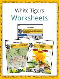 White Tigers Facts Worksheets Habitat Diet Lifecycle
