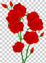 red rose bouquet png images red rose