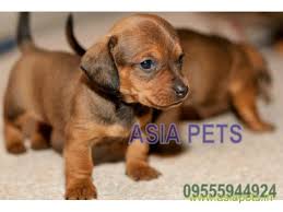 Such puppies are often handled by animal lovers as they take care. Dachshund Puppies Price In Navi Mumbai Dachshund Puppies For Sale In Navi Mumbai