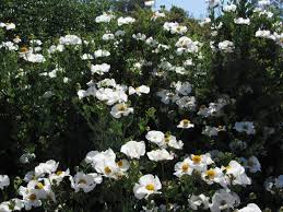 California Native Plant And Iris Nursery