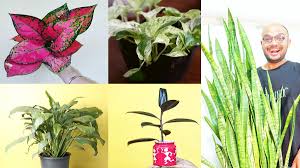 five indoor plants that look good and
