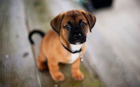 cute baby dogs wallpapers wallpaper cave