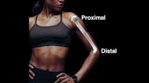 proximal and distal you