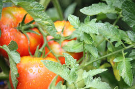 how to prune tomato plants for a better