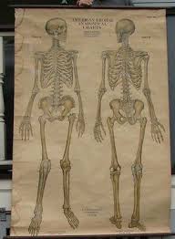 1918 American Frohse Anatomical Chart 1 Skeleton Skeletal