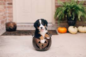 Check spelling or type a new query. Bernese Mountain Dog Puppy Pumpkin Stock Photo F6b72380 C8e8 420d A91c B36aa0a98266