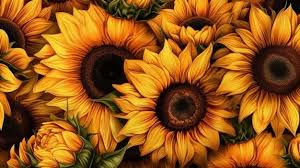 sunflower wallpaper images free