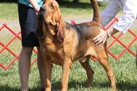 Bloodhound Breed Information Bloodhound Images Bloodhound
