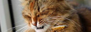 Find out when it's time to bring a sneezing cat to the vet. Why Does My Cat Keep Sneezing Hill S Pet