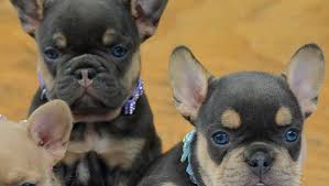 Are you thinking of welcoming a french bulldogs are usually superb around kids. What Is A Mini Frenchie The Ultimate Guide To Its Health Care And Diet French Bulldog Breed