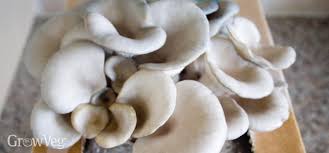 Growing Gourmet Mushrooms At Home From