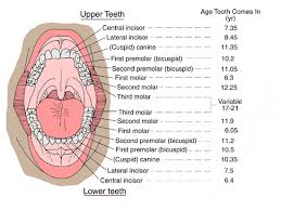 Teeth Diagram Name Technical Diagrams