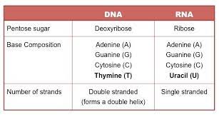 2 6 structure of dna and rna diagram