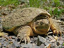 Common Snapping Turtle Wikipedia
