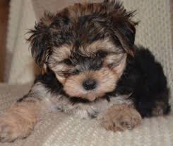 Browse the largest, most trusted source of yorkie poo puppies for sale. Teacup Yorkie Poo Male Puppy For Sale In Arab Alabama Classified Americanlisted Com