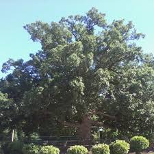 common types of oak trees with bark