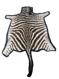 real zebra skin rug size 57x52 034